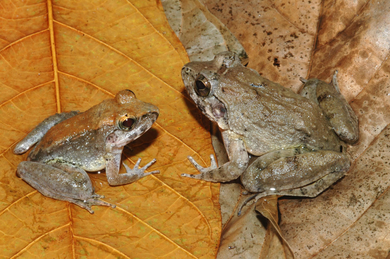 Illustration for article titled 2015's Top New Species Include Two Animals with Cool Breeding Habits